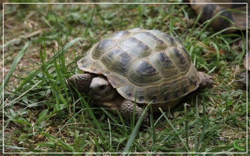 Do Russian Tortoises Hibernate? The Surprising Answer Reptile Jam
