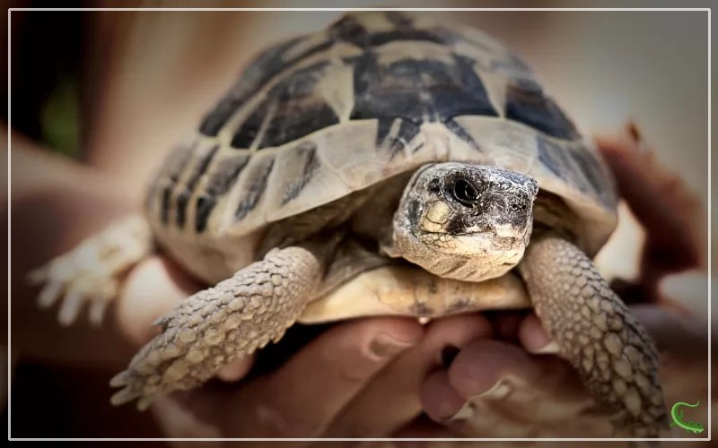 Tortoise Pooping 101 Comprehensive Guide for Beginners Reptile Jam