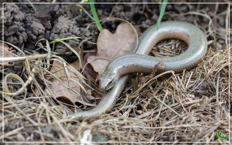 Are There Snakes in Ireland? Reptile Jam
