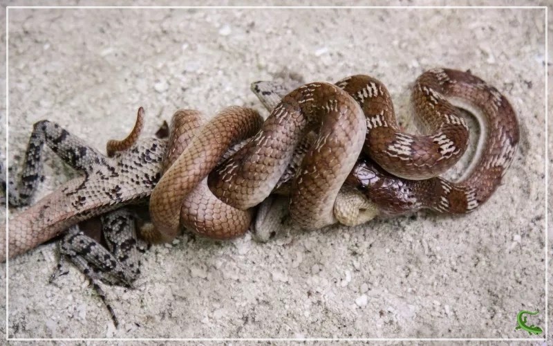 Snakes Eating Themselves The Puzzling Phenomenon and What We Know Reptile Jam