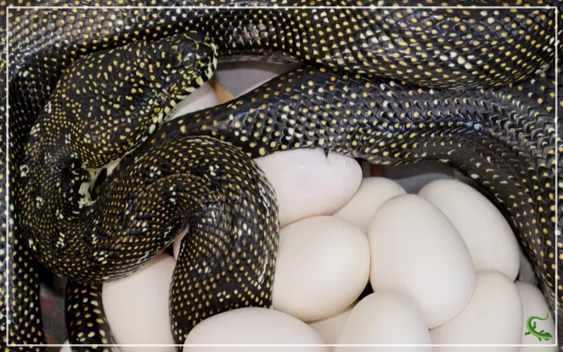 Do Snakes Lay Eggs or Give Live Birth? The Answer May Surprise You