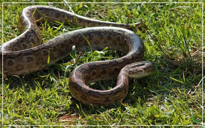 10 Snake Species that Give Birth (Viviparous Snakes) Reptile Jam