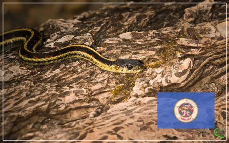 15 Types of Snakes in Minnesota (With Pictures) Reptile Jam