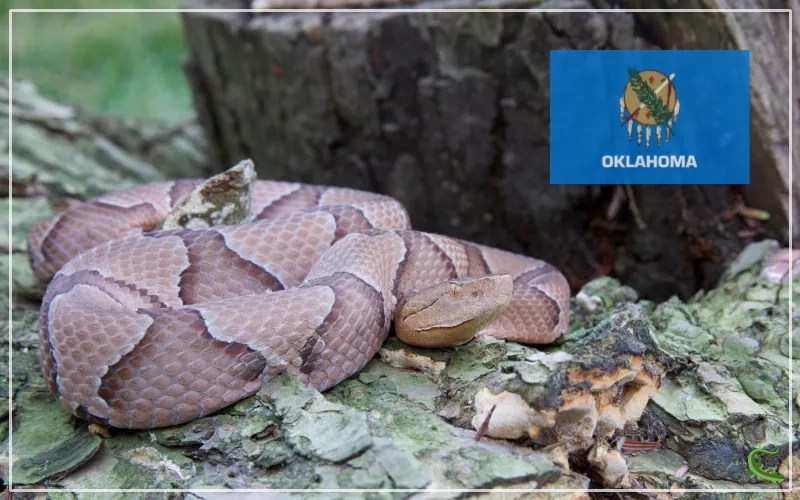 19 Types of Snakes in Oklahoma (With Pictures) Reptile Jam