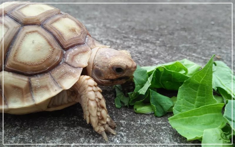 The Benefits and Risks of Feeding Spinach to Tortoise Reptile Jam