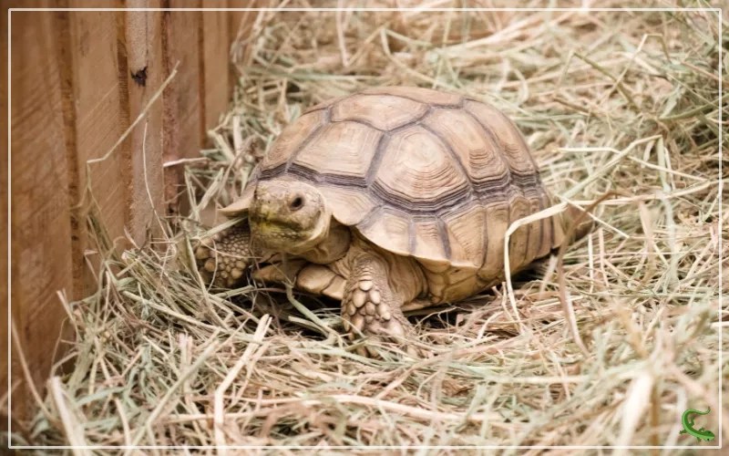 Tortoise Bedding 101 Materials, Sizes and Best Practices Reptile Jam