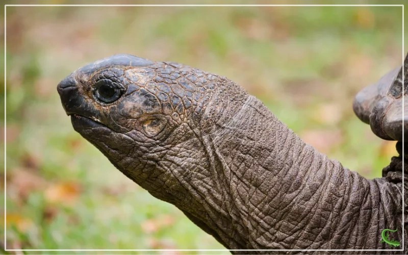 Tortoise Head Bobbing What Does it Mean and How to Interpret It