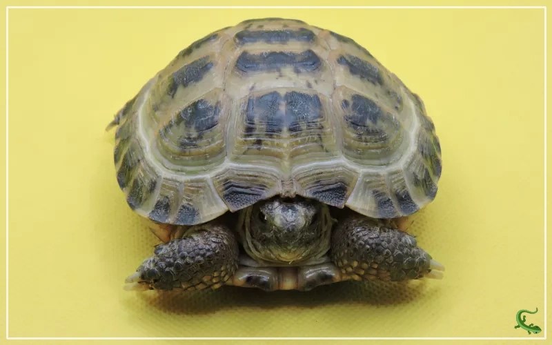 Is Your Tortoise Refusing to Eat? Here's What You Need to Know