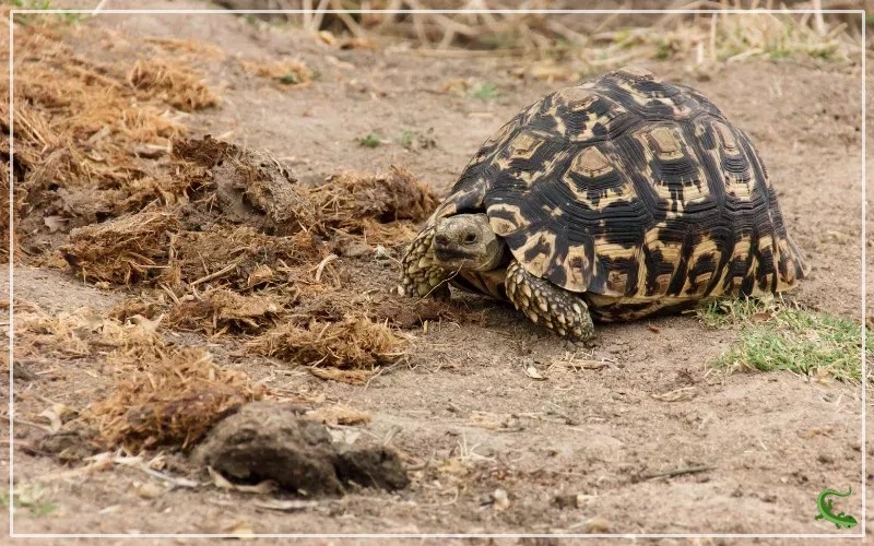 Tortoise Pooping 101 Comprehensive Guide for Beginners Reptile Jam