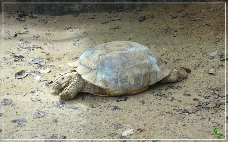 Why do Tortoises Hibernate? The Reasons and The Process Reptile Jam
