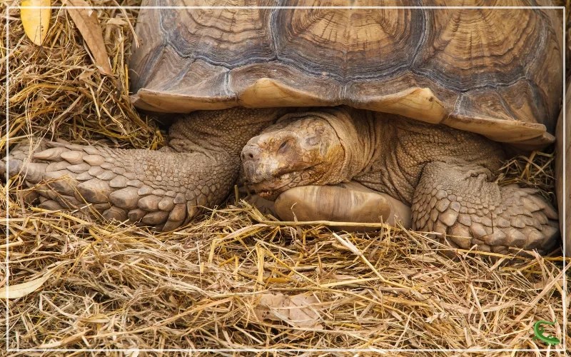 Why do Tortoises Hibernate? The Reasons and The Process Reptile Jam