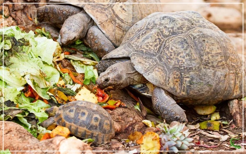 Tortoise Diet 101 What do Tortoises Eat? Reptile Jam