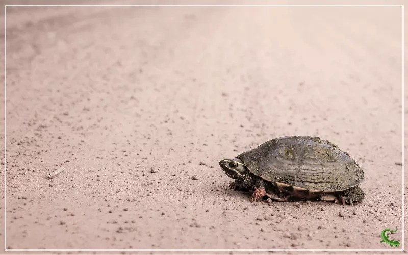 Turtle Speed How Fast Are Turtles? Reptile Jam