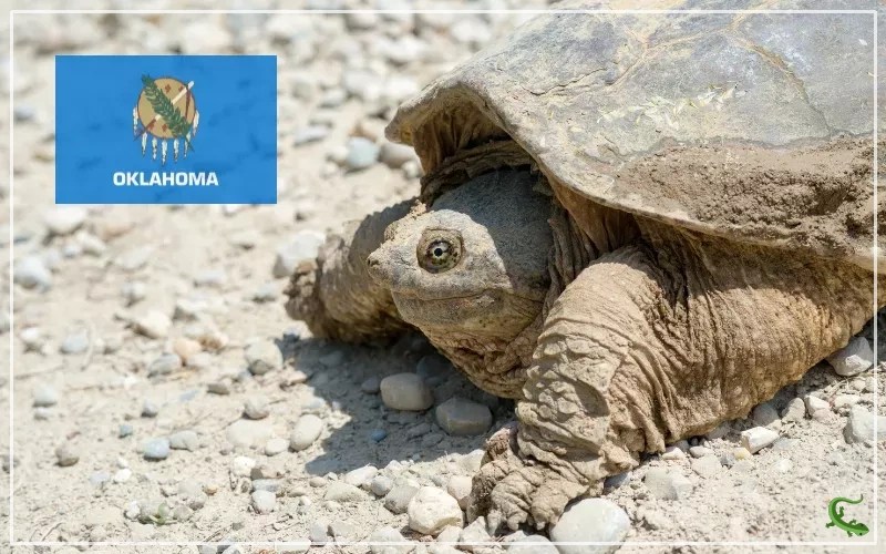 10 Types of Turtles in Oklahoma (With Pictures) Reptile Jam