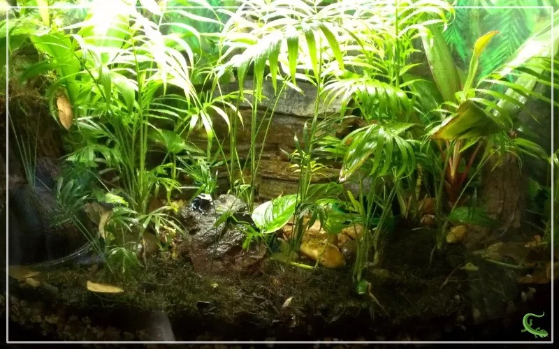 Vivarium vs Terrarium Which Is Right for Your Reptile? Reptile Jam