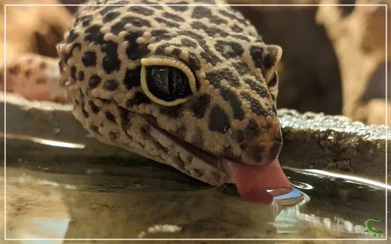 5 Different Types of Water for Your Leopard Gecko Reptile Jam