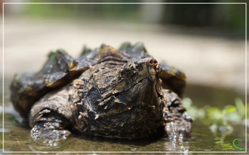 13 Facts About Alligator Snapping Turtles Reptile Jam