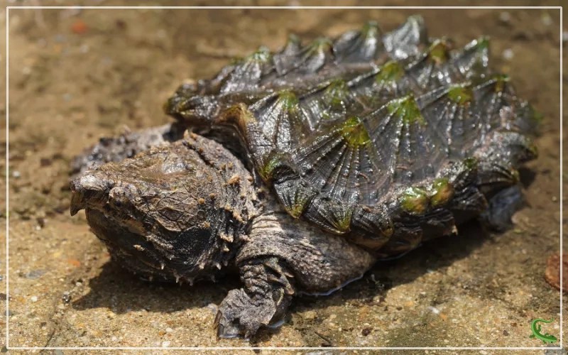 How Long do Alligator Snapping Turtle Live? Reptile Jam