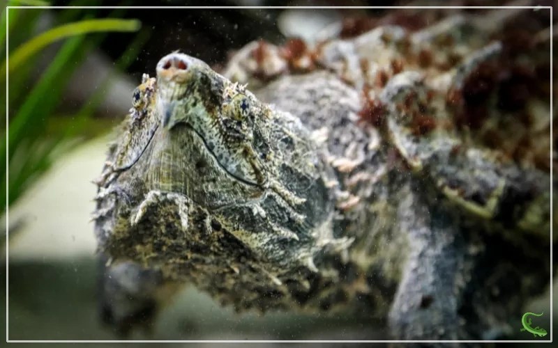 How Long do Alligator Snapping Turtle Live? Reptile Jam