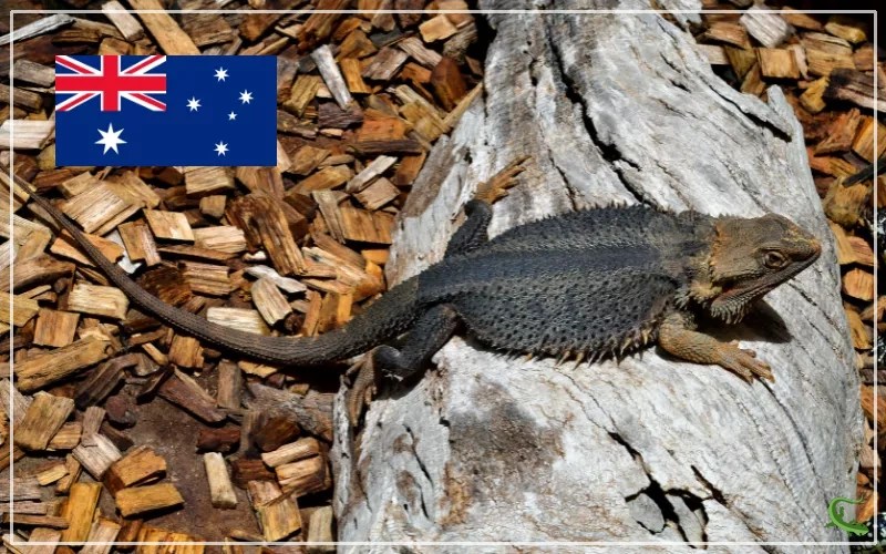 Australian Reptile License Everything You Need to Know Reptile Jam