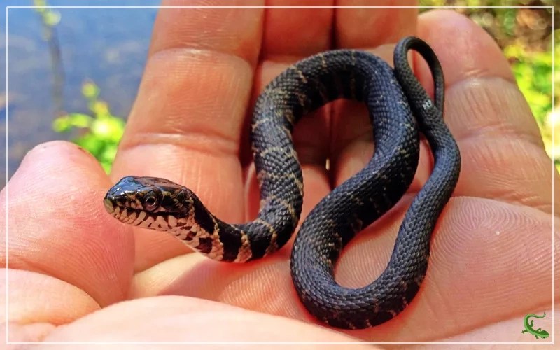 What do Baby Snakes Eat? Reptile Jam