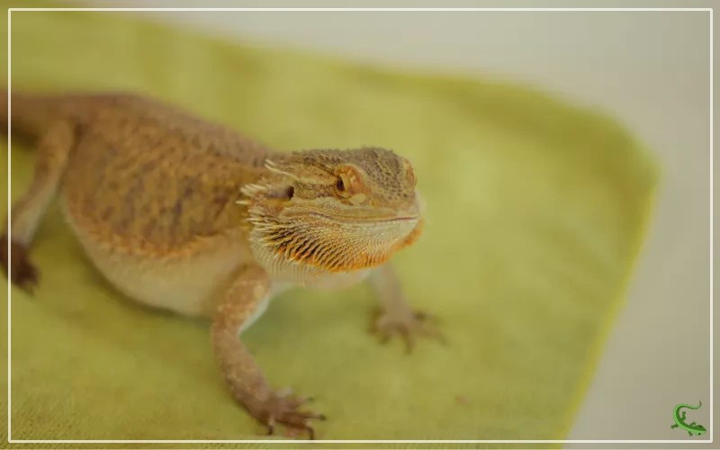 Laxative for Bearded Dragon When and Why Your Pet Might Need It