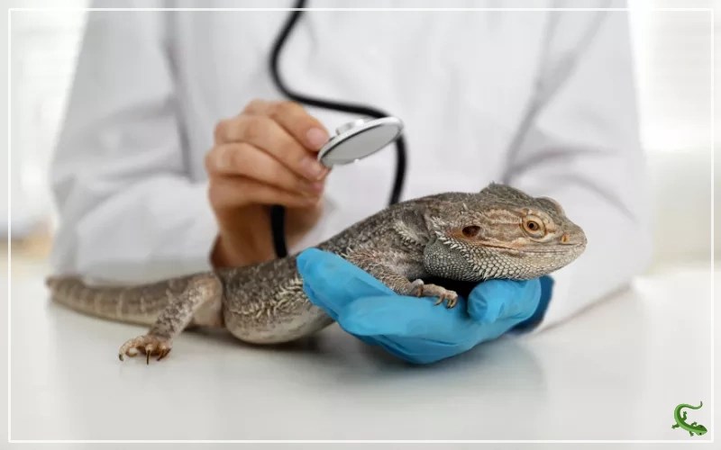 Bearded Dragon Eye Infection Causes, Symptoms, and Prevention Tips