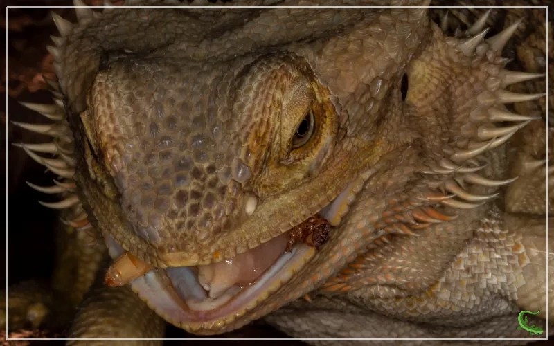 Superworms for Bearded Dragons The Ultimate Healthy Treat Reptile Jam