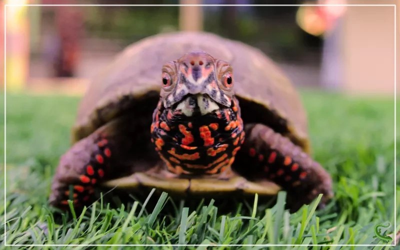 How to Build an Outdoor Box Turtle Habitat? Reptile Jam