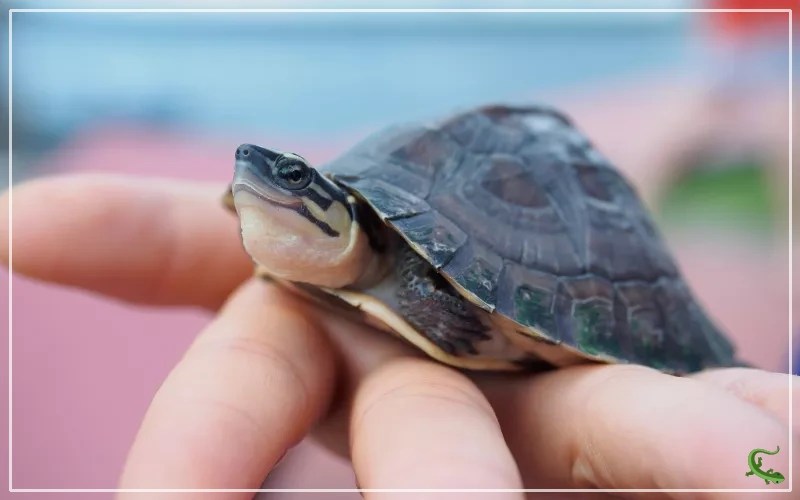 Do Box Turtles Make Good Pets? Reptile Jam