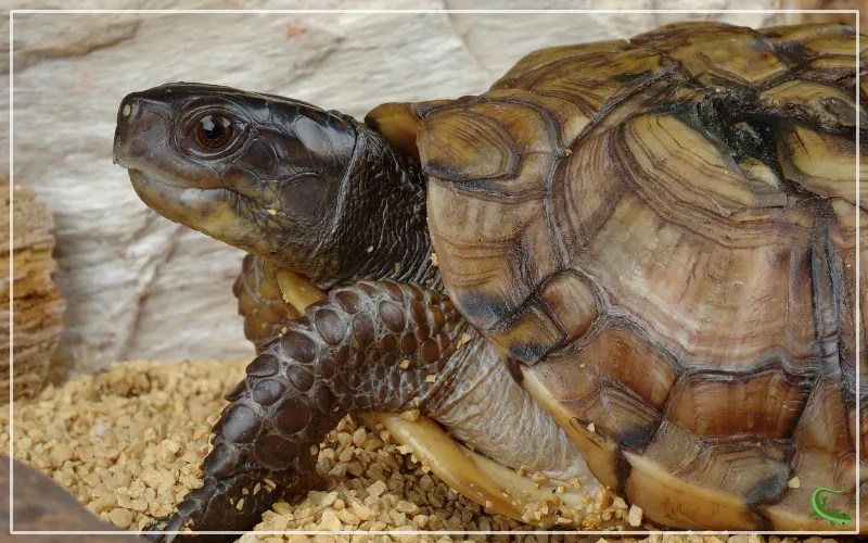 How to Build an Indoor Box Turtle Habitat? Reptile Jam