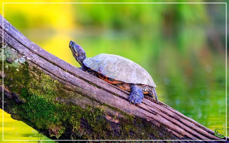 10 Types of Turtles in Michigan (With Pictures) Reptile Jam