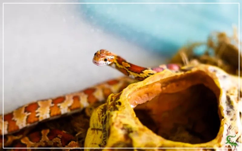 The Perfect Corn Snake Tank Setup A StepbyStep Guide Reptile Jam
