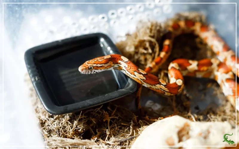 The Perfect Corn Snake Tank Setup A StepbyStep Guide Reptile Jam
