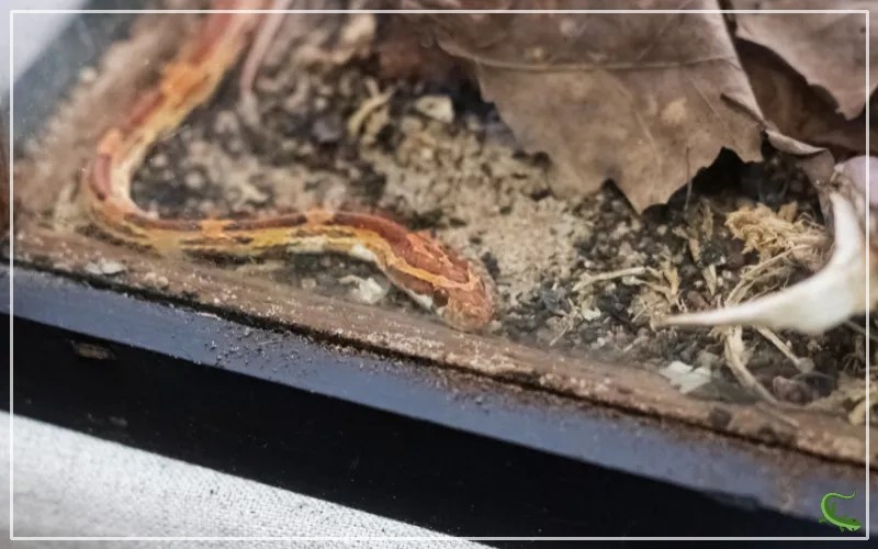 The Perfect Corn Snake Tank Setup A StepbyStep Guide Reptile Jam