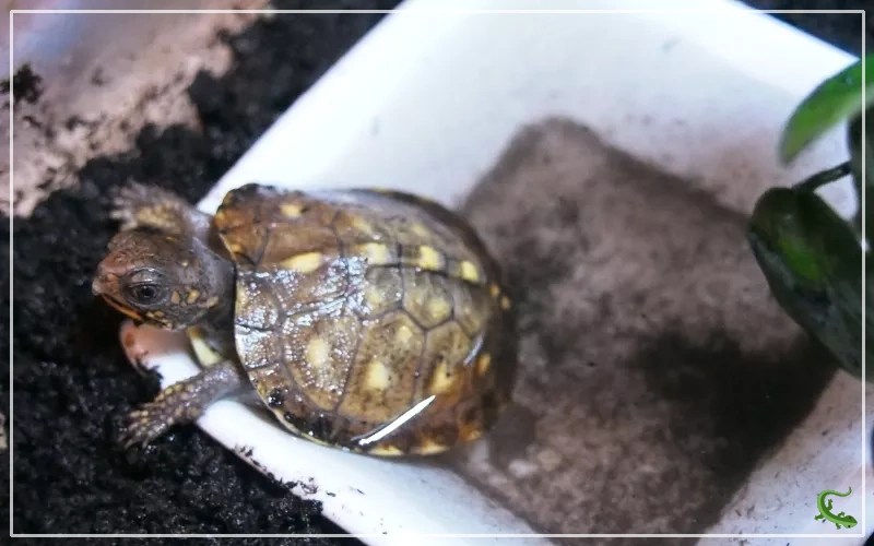 How to Build an Outdoor Box Turtle Habitat? Reptile Jam