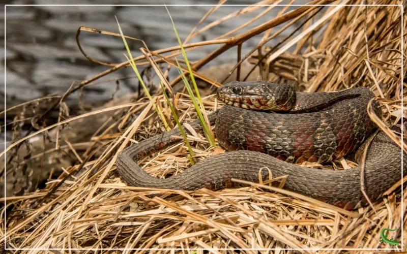15 Types of Snakes in Minnesota (With Pictures) Reptile Jam