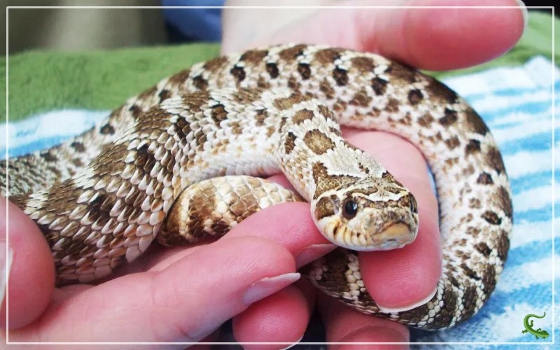 Hognose Snake in Australia Are They Legal to Keep Reptile Jam