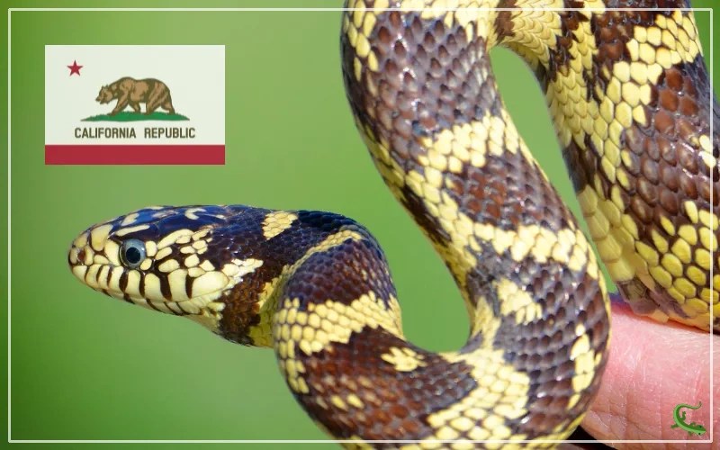 9 Types of Snakes in California (With Pictures) Reptile Jam