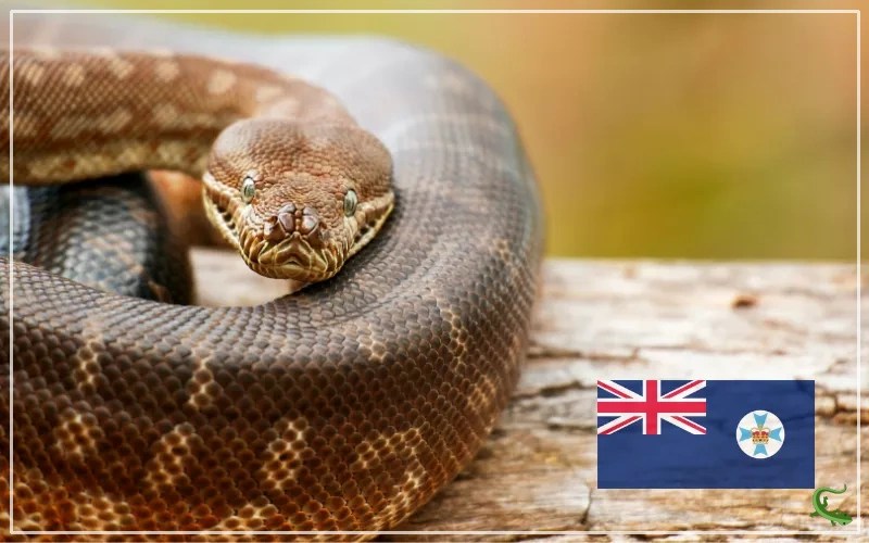 27 Types of Snakes in Queensland (With Pictures) Reptile Jam