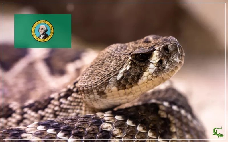 11 Types of Snakes in Washington (With Photos) Reptile Jam