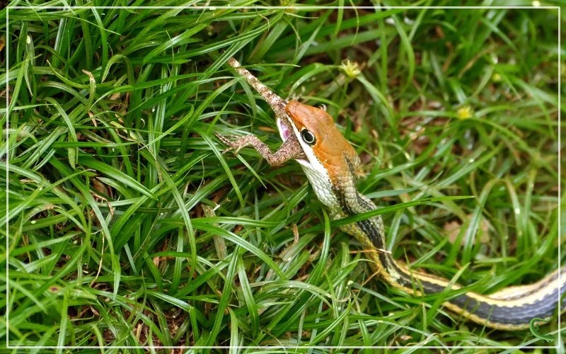 How Long Can Snakes Go Without Eating? Reptile Jam