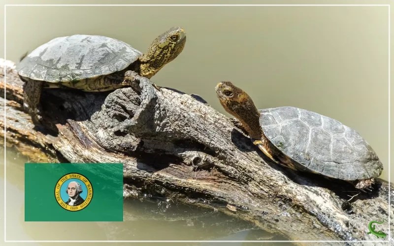 20 Types of Turtles in Washington (With Pictures) Reptile Jam