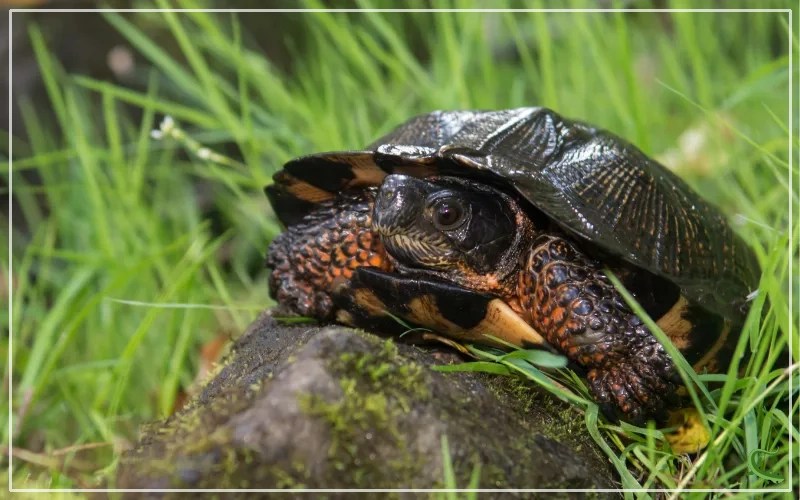 10 Types of Turtles in Michigan (With Pictures) Reptile Jam