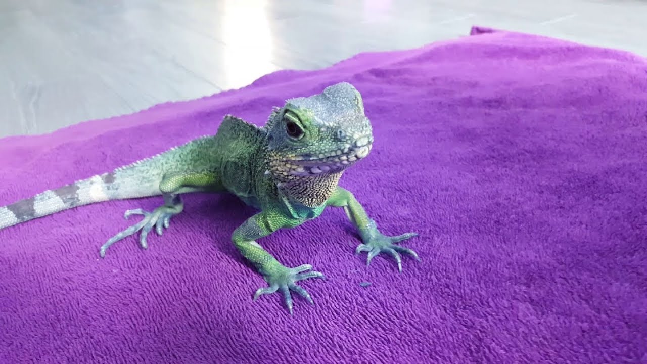 Mes animaux de compagnie les reptiles! Reptile Keeper