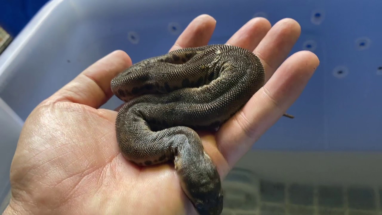 VietNam ReptilesTrên tay loài rắn cổ đại. Elephant Trunk snake