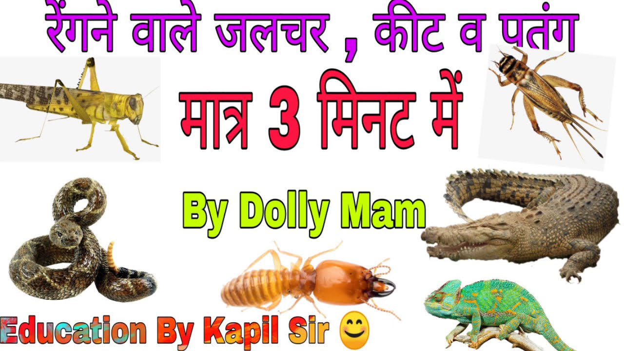 Reptiles, Insects and amphibians names english language