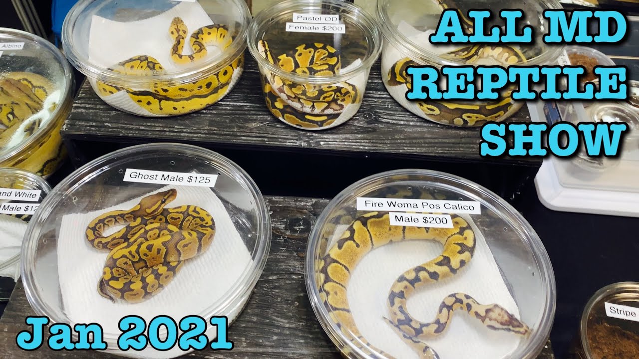 ALL MARYLAND REPTILE SHOW (Jan 2021) Reptile Expo Ball