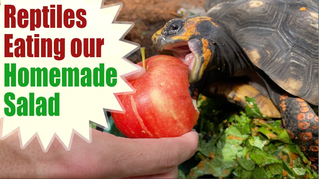 Feeding All Our Vegetarian Reptiles! Reptile Keeper