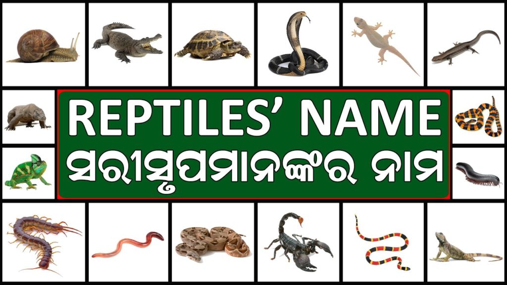 Reptiles' Name in English and Odia Name of Reptiles